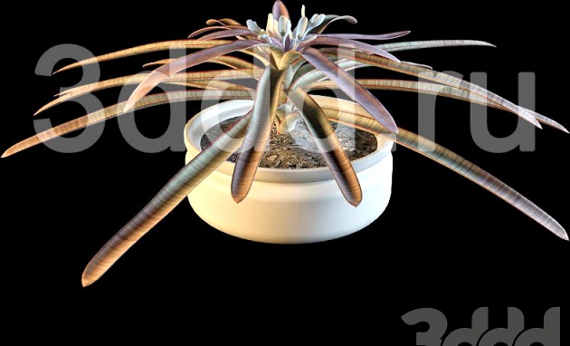 3DDD FLOWERS