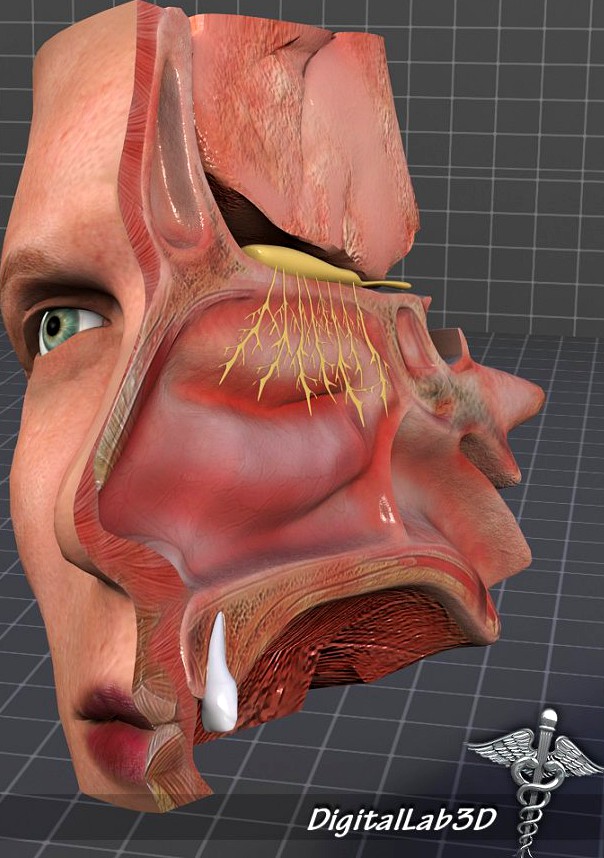 Human Nose Anatomy3d model