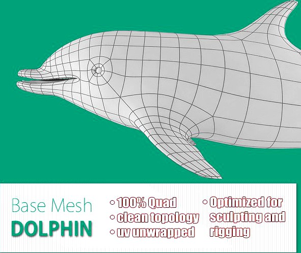 Dolphin Base Mesh3d model