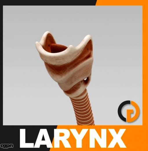 Human Larynx - Anatomy3d model