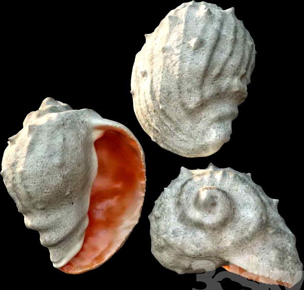 Barnacle