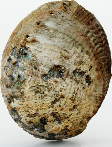 Shell
