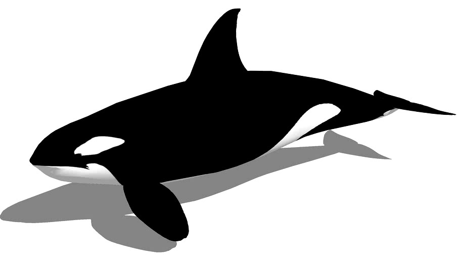 Animals - Killer Whale
