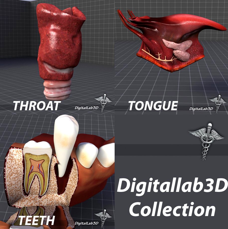 Tongue, Throat and Teeth Collection3d model