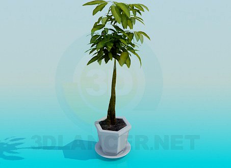 3D Model Pot