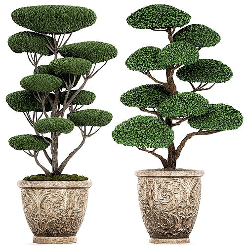 Topiar tree in classic flowerpots for parks and garden 500