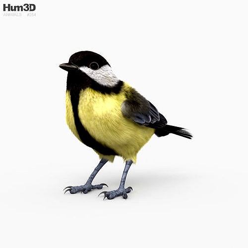 Great Tit HD
