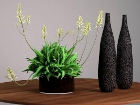 Succulent Plant Decoration