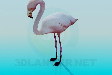 3D Model Flamingo