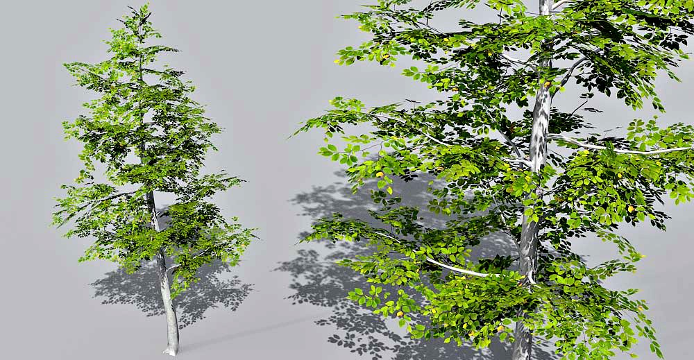 Beech Tree 3d model