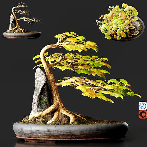 Bonsai No1 Sycamore