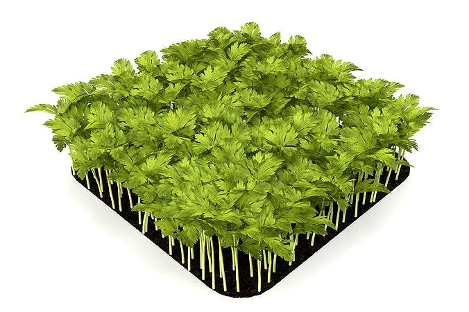 Celery rect
