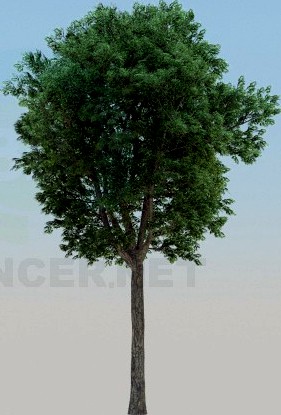 3D Model Ash-tree