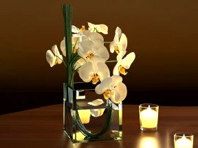 White Orchids in Square Vase