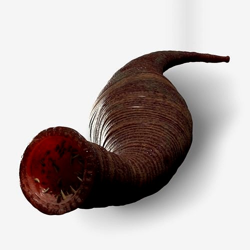 leech
