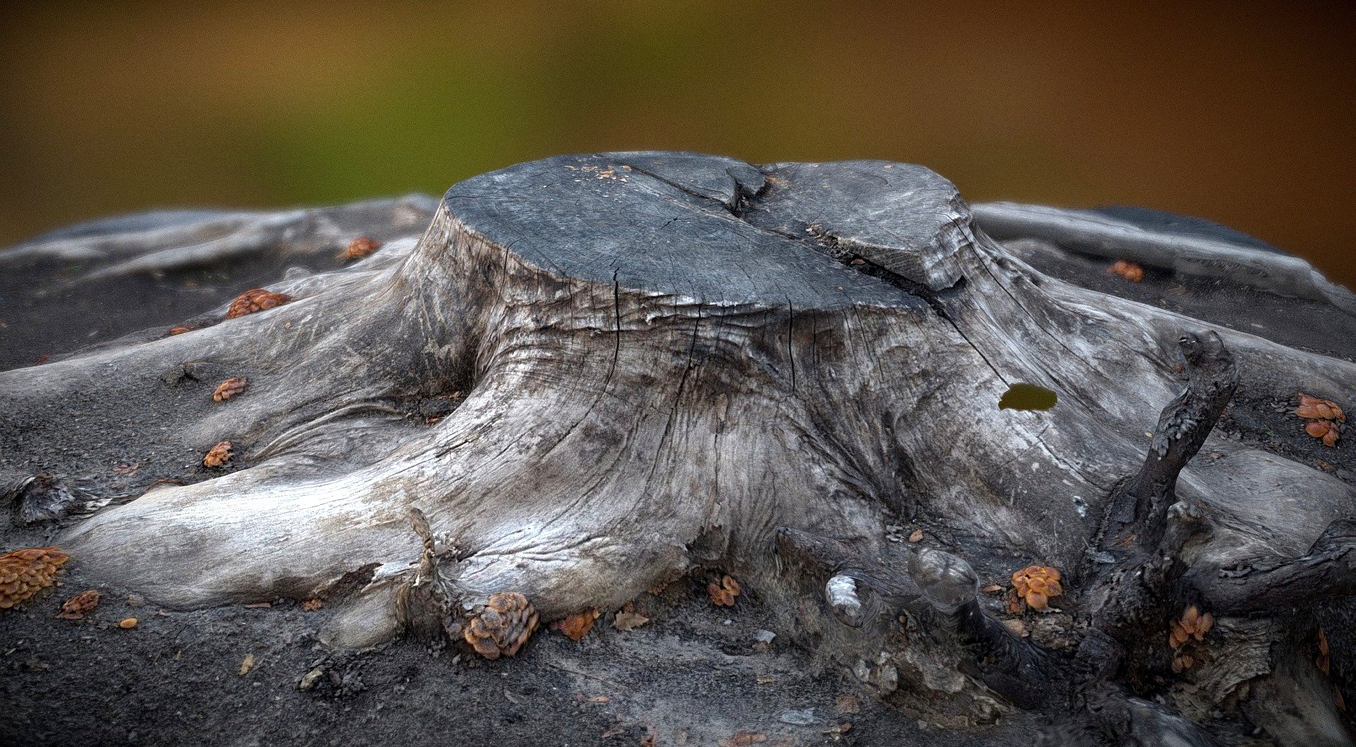 Stump