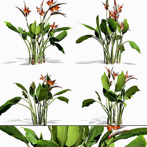 Strelitzia reginae - Natural flower bird