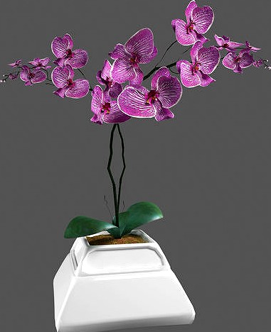 Flower Orchid Phalaenopsis