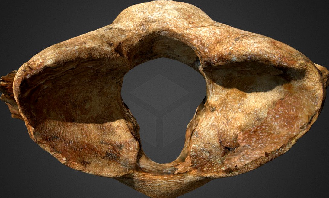 Woolly Rhino Atlas Vertebra
