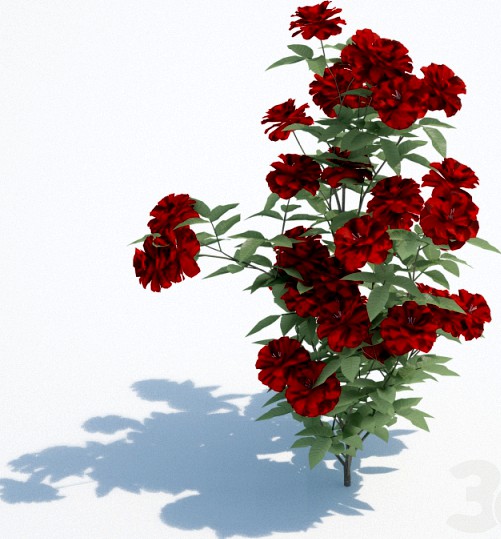 flower - rose red