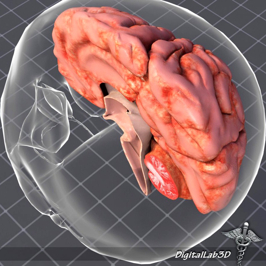 Human Brain Anatomy3d model