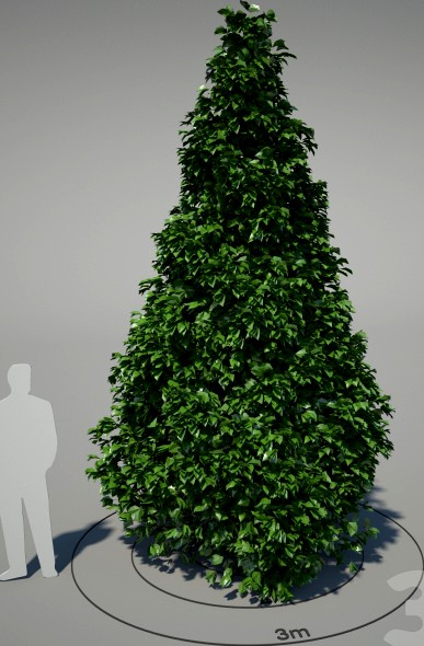 Магнолия кобус (пирамидальная форма, ИЮЛЬ) - Magnolia kobus (pyramidal form, JULY)