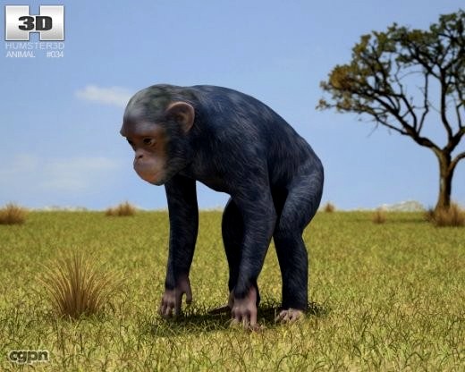 Common Chimpanzee (Pan Troglodytes)3d model