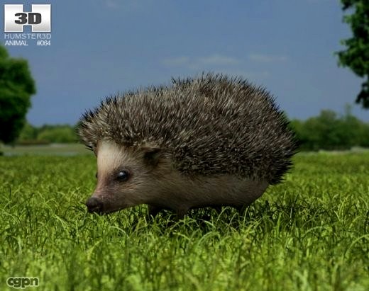 Hedgehog (Erinaceinae)3d model
