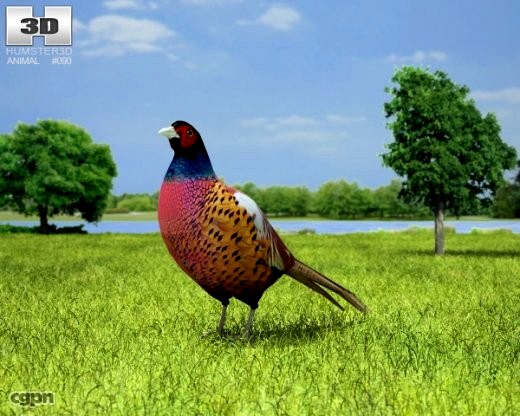 Common Pheasant (Phasianus Colchicus)3d model