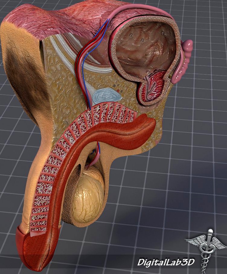 Human Male Genital Anatomy3d model