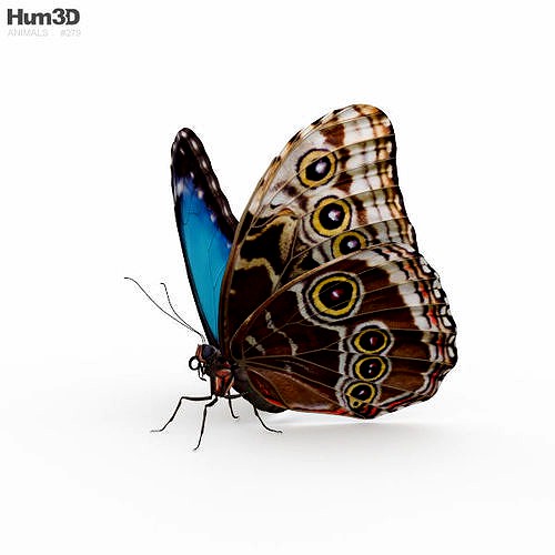 Morpho Butterfly HD