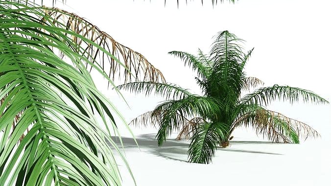 EVERYPlant Seashore Palm 10 --14 Models--