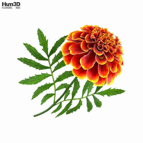 Marigold
