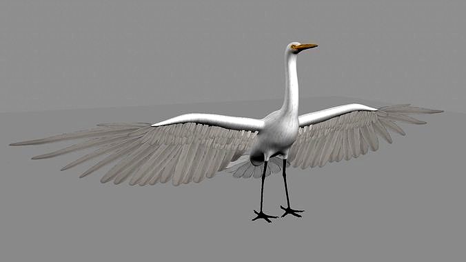 Intermediate Egret