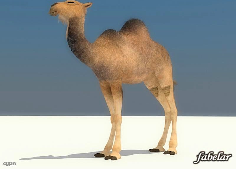 Camel3d model