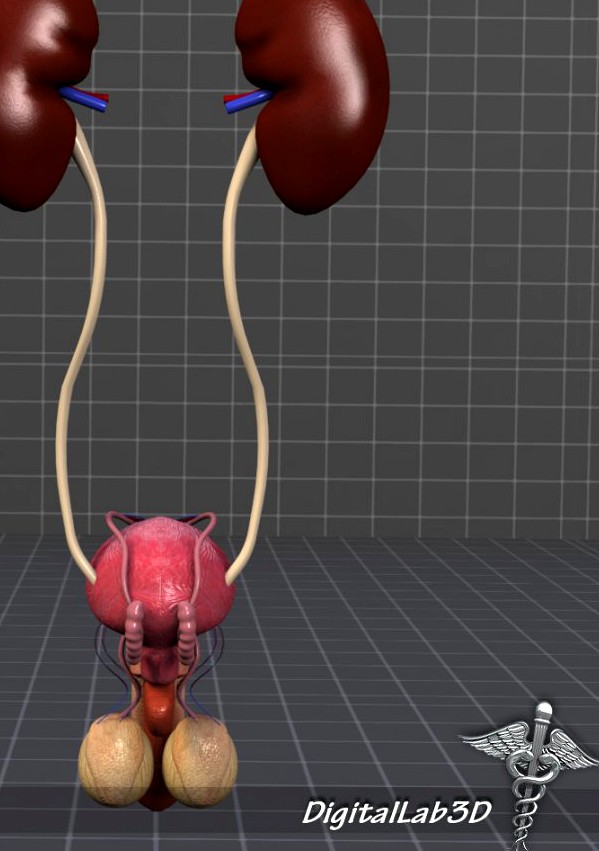 URO Urinary System3d model