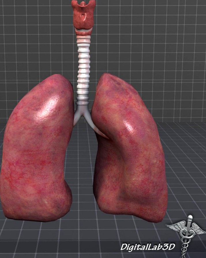 Lungs and Throat (Larynx)3d model