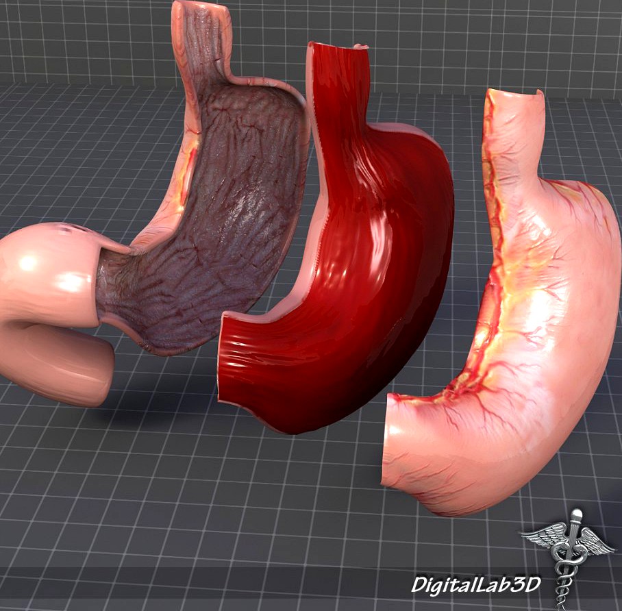 Stomach Anatomy3d model