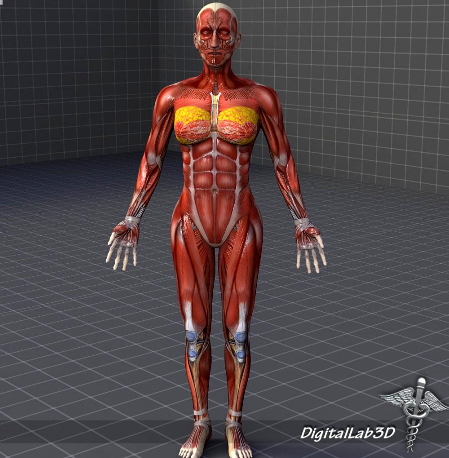 Human Female Muscular System3d model