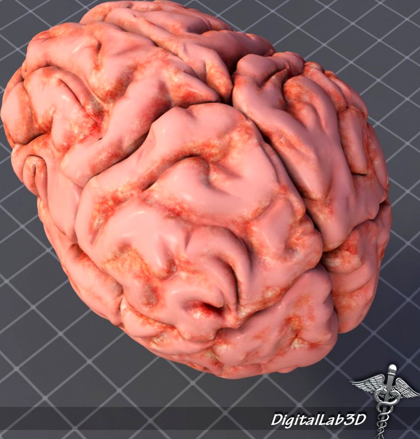 Human Brain Structure3d model