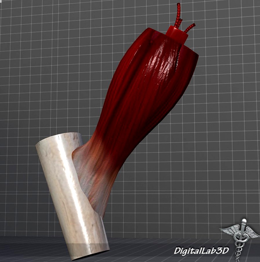 Muscle Tissue3d model