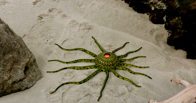 Starfish by SteedMaker