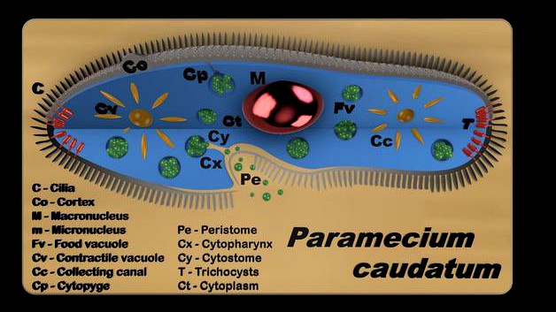 Paramecium - Educational model by Jidvei