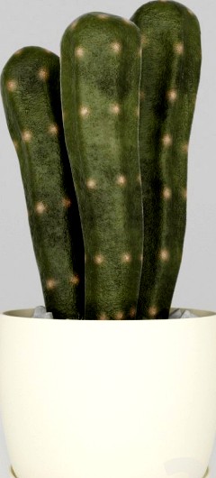 Cactus asterisk
