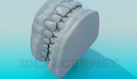 3D Model Model of human teeth
