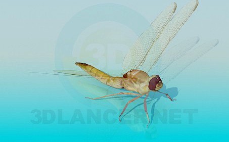 3D Model Dragonfly