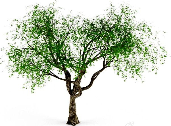 Erythrina Tree