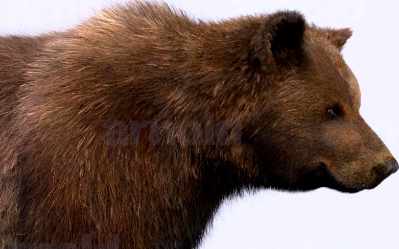 Bear3d model