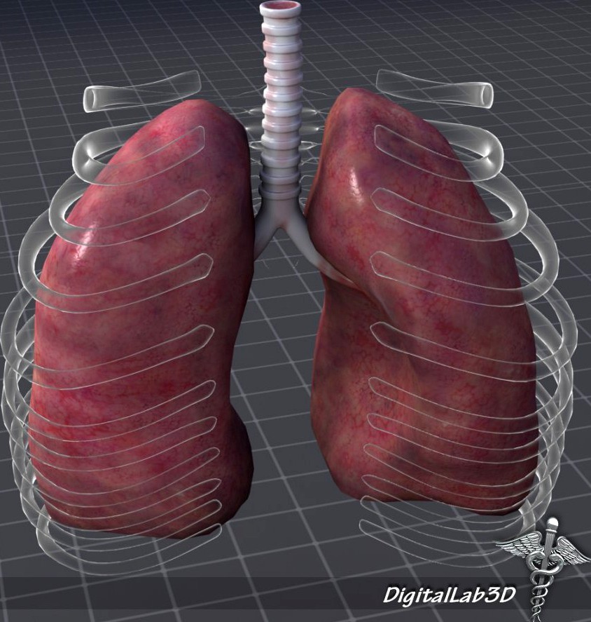 Lungs External3d model