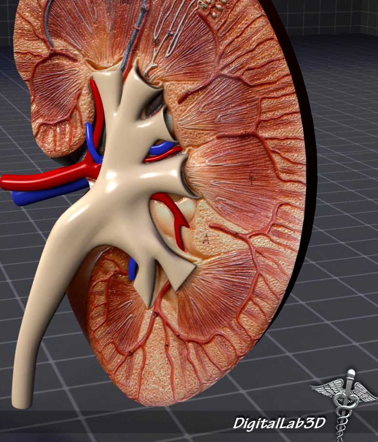 Kidney Anatomy Half3d model
